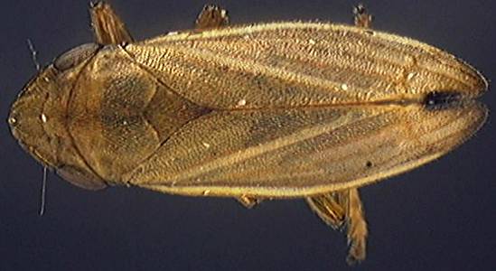 Neophilaenus lineatus